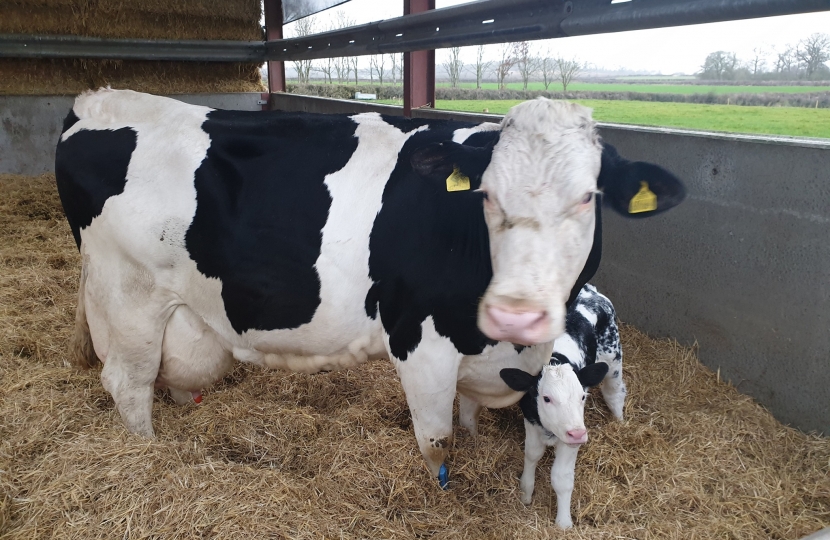 David Johnston visits Brimstone Farm